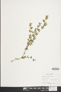 Lespedeza stipulacea image