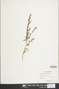 Lespedeza stipulacea image