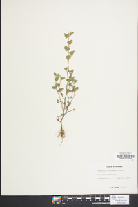 Lespedeza stipulacea image