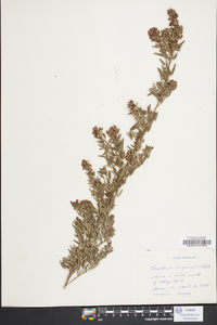 Lespedeza virginica image