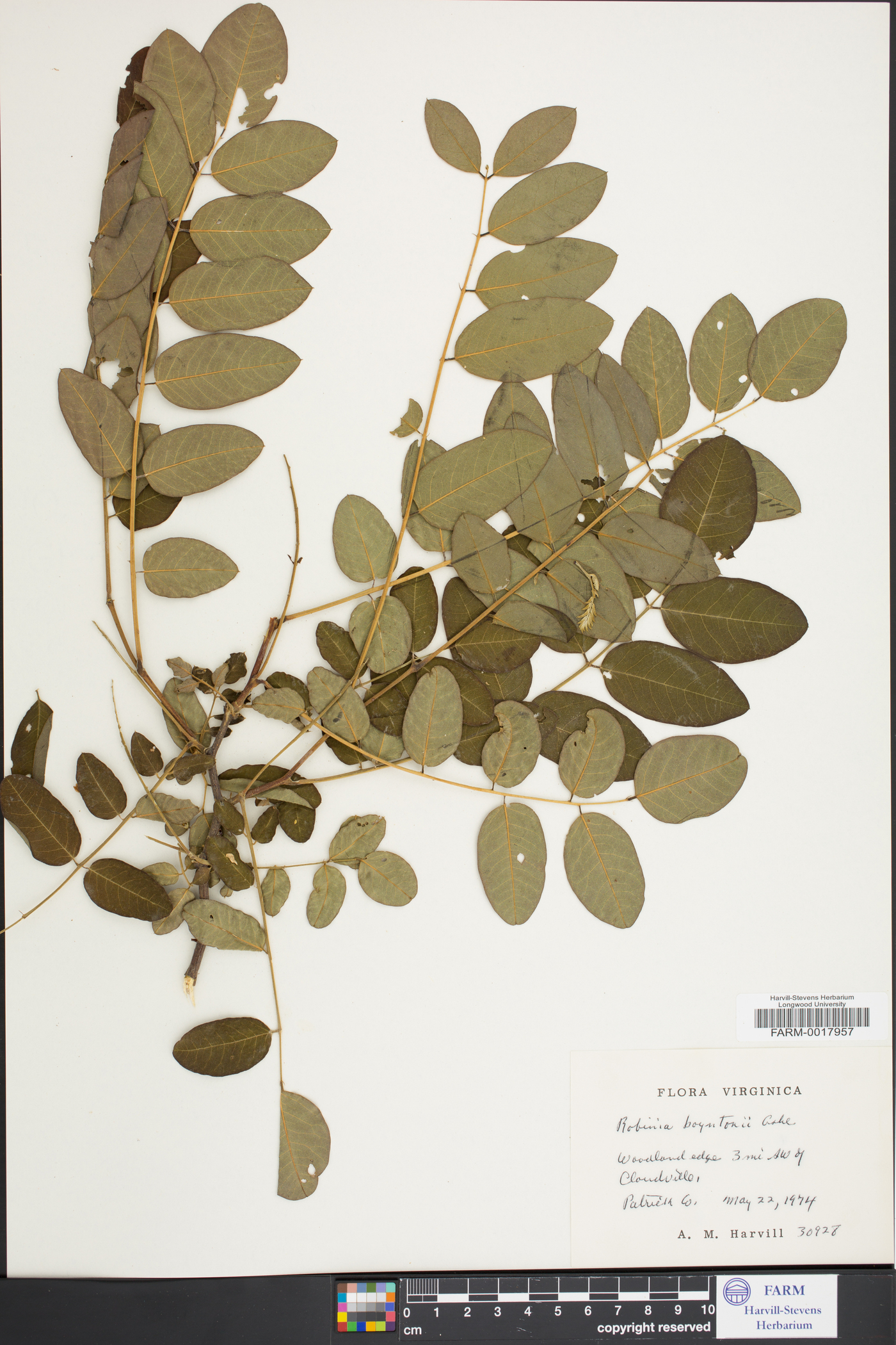 Robinia boyntonii image