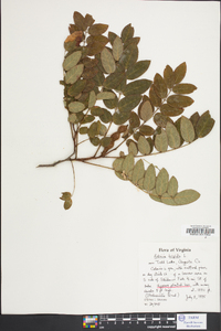 Robinia hispida image