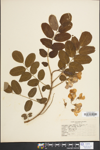 Robinia hispida image