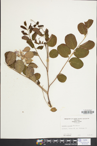 Robinia kelseyi image