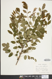 Robinia kelseyi image