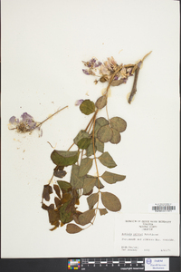 Robinia kelseyi image