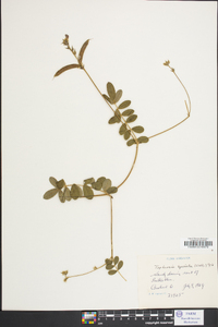 Tephrosia spicata image