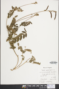 Tephrosia spicata image