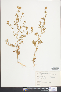 Trifolium arvense image