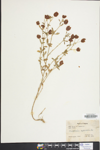 Trifolium aureum image