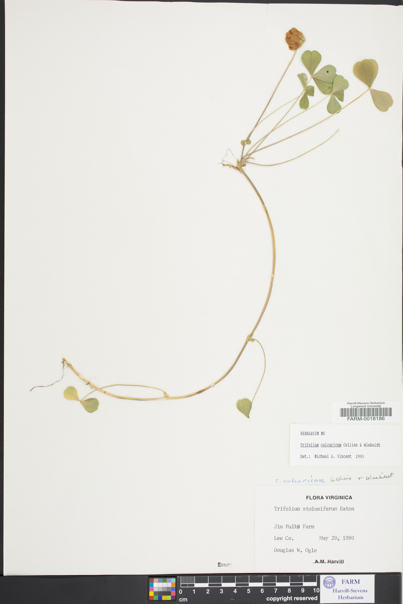 Trifolium calcaricum image