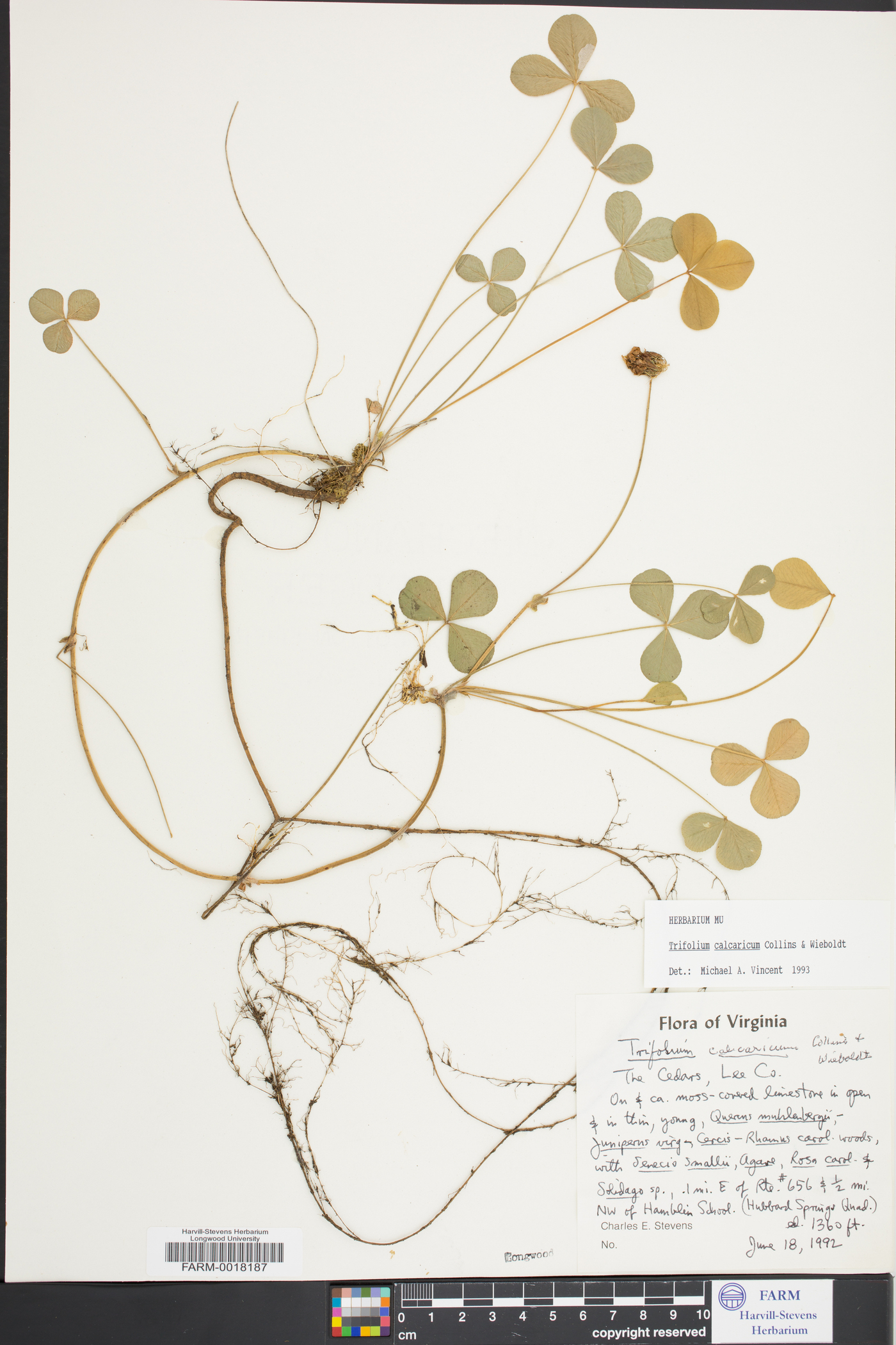 Trifolium calcaricum image