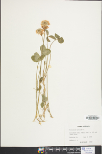 Trifolium hybridum image