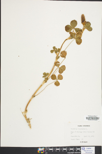 Trifolium incarnatum image