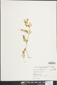 Vicia grandiflora image