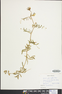 Vicia grandiflora image