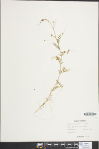 Vicia hirsuta image