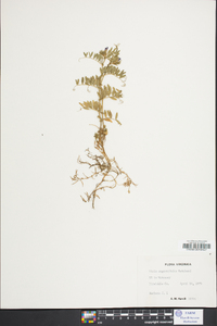Vicia lathyroides image