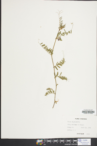 Vicia sativa subsp. nigra image