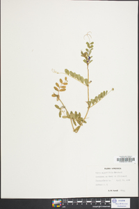 Vicia sativa subsp. nigra image