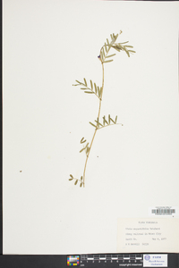 Vicia sativa subsp. nigra image