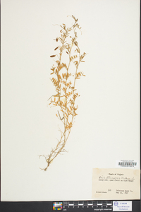 Vicia tetrasperma image