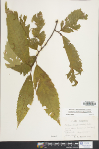 Castanea dentata image