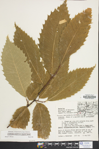 Castanea dentata image