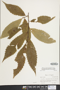 Castanea dentata image