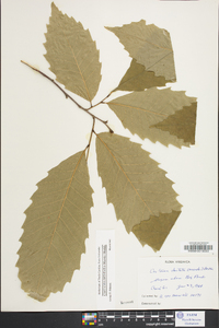 Castanea dentata image