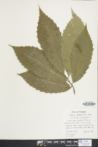 Castanea dentata image