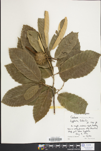 Castanea mollissima image