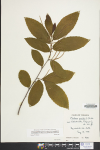 Castanea mollissima image