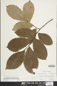 Castanea mollissima image