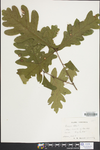 Quercus acutissima image