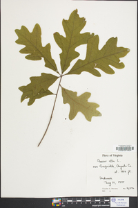 Quercus acutissima image