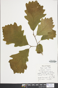 Quercus bicolor image