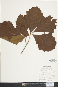 Quercus bicolor image