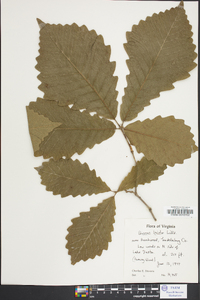 Quercus bicolor image