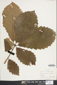 Quercus bicolor image