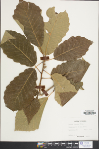 Quercus bicolor image