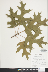 Quercus bicolor image