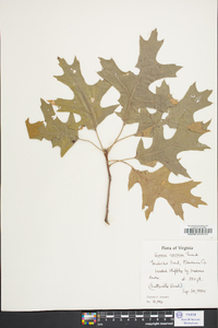 Quercus coccinea image