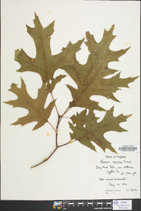 Quercus coccinea image