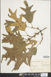 Quercus coccinea image