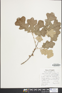 Quercus ilicifolia image