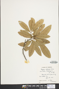 Quercus imbricaria image