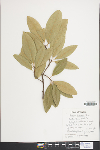 Quercus imbricaria image