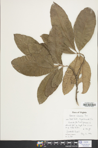 Quercus imbricaria image