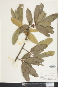 Quercus imbricaria image